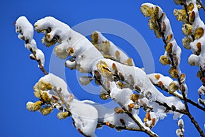 Snow on Pussy Willow Branches