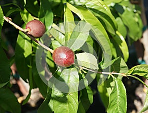 Snow Queen Nectarine, Prunus persica var nucipersica 'Snow Queen'