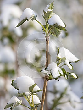 Snow on raspberry leaf spring