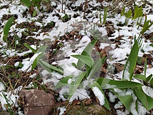 Snow on recently awakened tulips.