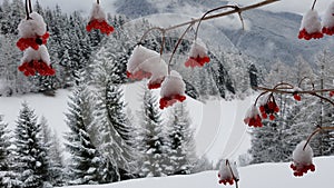 Snow on red berries