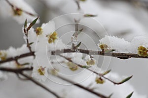 Snow refers to forms of ice crystals that precipitate from the atmosphere & x28;usually from clouds& x29;