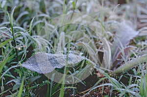 Snow and rime ice on the branches of bushes. Autumn winter background with twigs covered with hoarfrost. Green leaves covered with