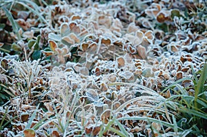 Snow and rime ice on the branches of bushes. Autumn winter background with twigs covered with hoarfrost. Green leaves covered with