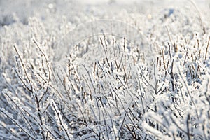 Snow and rime ice on the branches of bushes. Beautiful winter background with twigs covered with hoarfrost. Plants in the park are