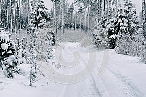 Snow road in the forest in winter in Russia