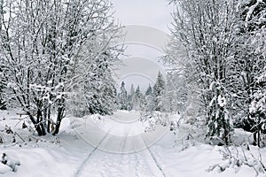 Snow road in the forest in winter in Russia