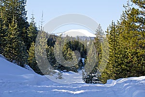 Snow Road and Snowy Mountain Forest