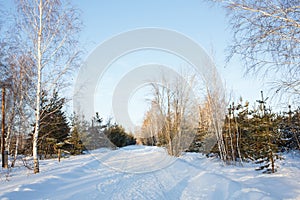 Snow road in the winter forest