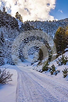 Snow road at Ziria mountain with fir trees covered with snow on a winter day, South Peloponnese, Greece