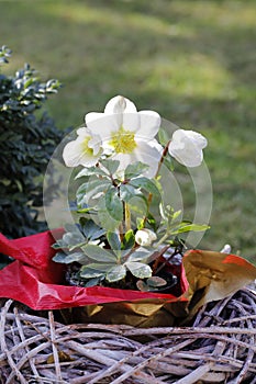 A snow rose in a flower pot to decorate the garden in wintertime