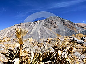 The snow rose or the rose of the volcanoes Nevado de Toluca, Mexico
