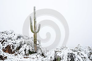 Snow on a Saguaro Cactus after a winter storm in the Arizona desert.