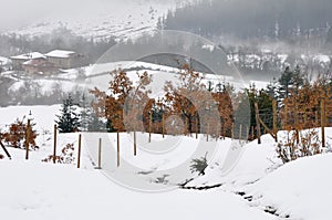 Snow scape in Elguea range (Spain)