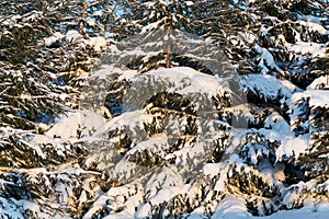 Snow on the sce trees on a sunny day.