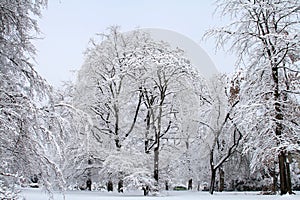 Snow Scene