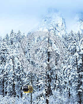 Snow scene of forest