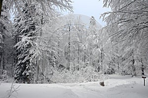 Snow scene in a forest