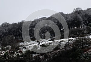 Snow scene with ice on frozen dark forest tree tops and hillside fields