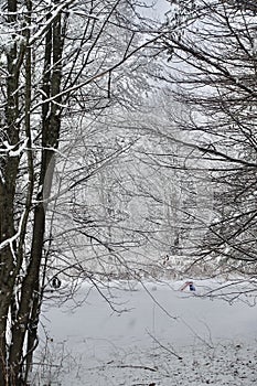 Snow scene thick with tree branches and a suburban yard with tire swing and play toy