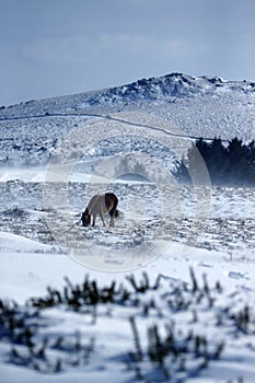 Snow scenery with ponies in Dartmoor National Park