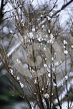 Snow Scenery in Zhengzhou People's Park