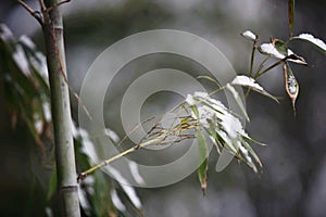 Snow Scenery in Zhengzhou People& x27;s Park