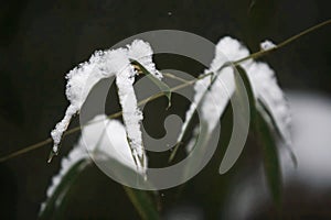 Snow Scenery in Zhengzhou People& x27;s Park