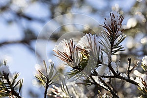 Snow on Scots Pine in Caledonian Forest at Abernethy in the Highlands of Scotland