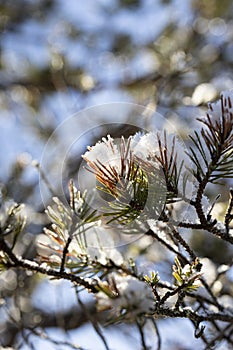 Snow on Scots Pine in Caledonian Forest at Abernethy in the Highlands of Scotland