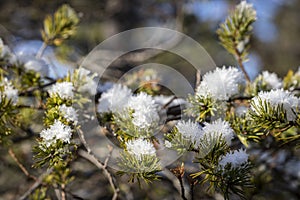 Snow on Scots Pine in Caledonian Forest at Abernethy in the Highlands of Scotland