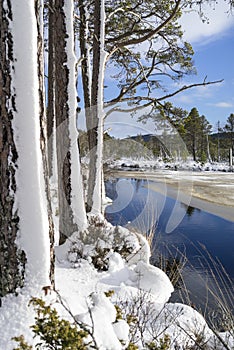 Snow on Scots Pine trees at Loch Mallachie in the Highlands of Scotland.