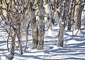 Snow in the Scrub Oaks - Winter Scene - shadows