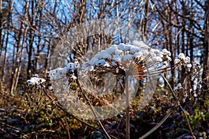 Snow on seed heads of hogweed or Heracleum sphondylium in autumn