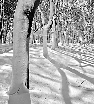 Snow Shadows