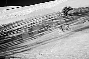 Snow and shadows photo