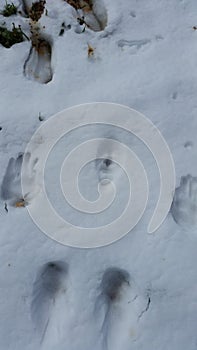 Snow shape