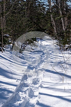 Snow shoe trail through the forest on a winters day
