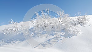 Snow and small tree