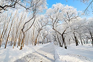 The snow and soft rime and path in blue sky scenery