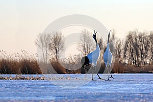 Snow song red-crowned cranes.