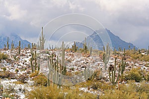 Snow in the Sonoran Desert