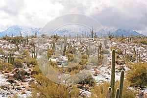 Snow in the Sonoran Desert photo