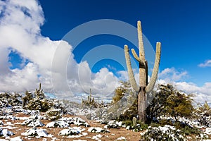 Snow in the Sonoran Desert near Tucson, Arizona