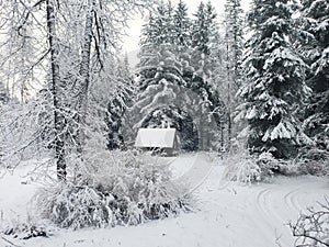 Snow in Southeast Alaska with an old A-frame cabin