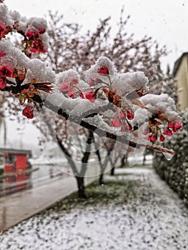 Snow in spring