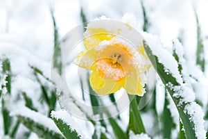 Snow in the spring garden