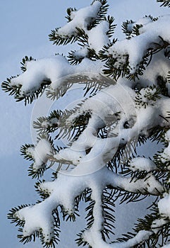 Snow on spruce branches.