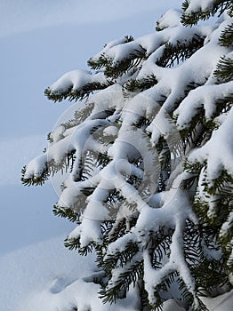 Snow on spruce branches.