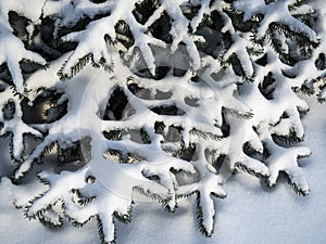 Snow on spruce branches